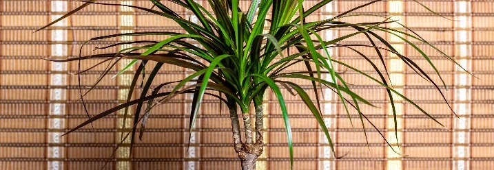 Drachenbaum in grünem Topf